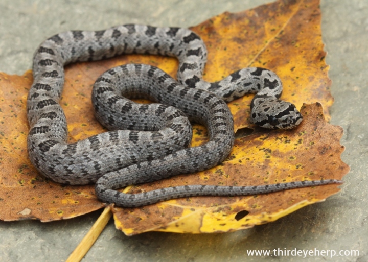 Baird's Rat Snake